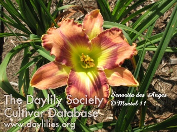 Daylily Señorita des Anges